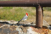Click to see _HAW0032.JPG