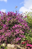 Click to see _HAW0053.JPG