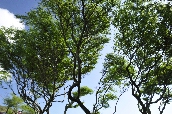 Click to see _HAW0056.JPG
