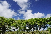 Click to see _HAW0059.JPG