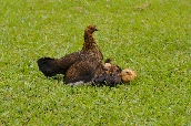 Click to see _HAW0203.JPG