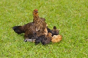 Click to see _HAW0204.JPG