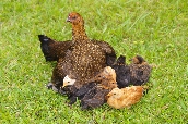 Click to see _HAW0205.JPG