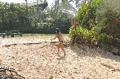 Click to see _HAW0314.JPG