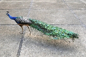 Click to see _HAW0345.JPG