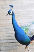 Click to see _HAW0349.JPG