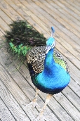 Click to see _HAW0351.JPG