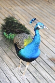 Click to see _HAW0352.JPG
