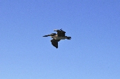 Click to see _HAW0373.JPG