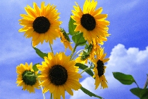 Click to see 4x6a1757.jpg