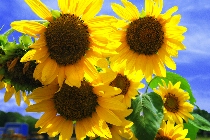 Click to see 4x6a1761.jpg