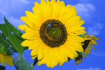 Click to see 4x6b1770.jpg