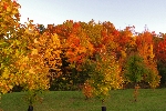Click to see DSD_8478.JPG