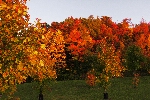 Click to see DSD_8479.JPG