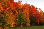 Click to see DSD_8480.JPG