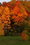 Click to see DSD_8481.JPG
